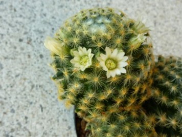 Mammillaria schiedeana ssp schiedeana