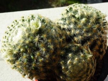 Mammillaria schiedeana ssp schiedeana