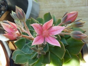 Graptopetalum ou tacitus hybride