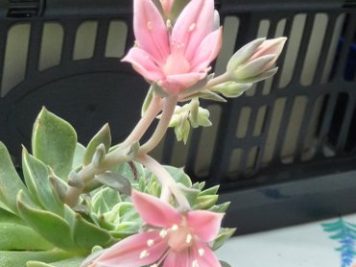 Graptopetalum ou tacitus hybride