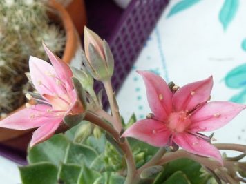 Graptopetalum ou tacitus hybride