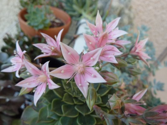 Graptopetalum ou tacitus hybride