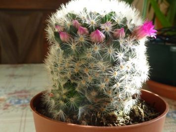 Mammillaria laui ssp dasyacantha