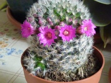 Mammillaria laui ssp dasyacantha