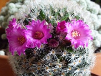 Mammillaria laui ssp dasyacantha