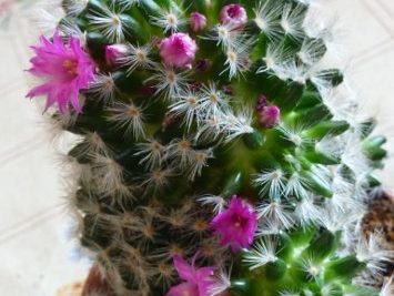 Mammillaria laui ssp dasyacantha