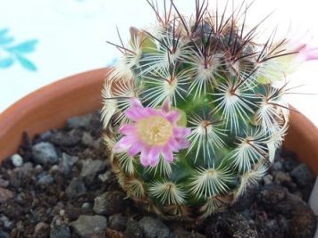 Mammillaria Microhelia var Microheliopsis