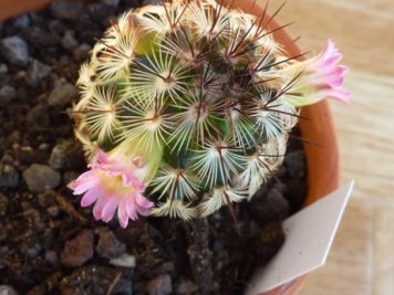 Mammillaria Microhelia var Microheliopsis