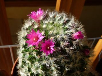 Mammillaria laui ssp dasyacantha