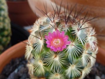 Mammillaria Microhelia var Microheliopsis