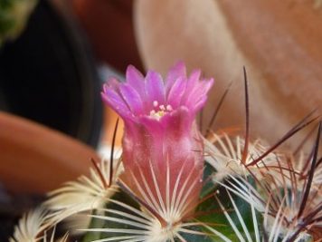 Mammillaria Microhelia var Microheliopsis