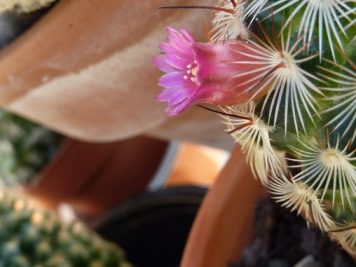 Mammillaria Microhelia var Microheliopsis