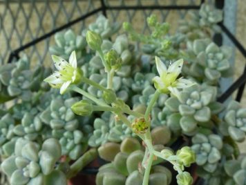 Graptopetalum mendozae