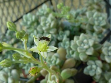 Graptopetalum mendozae