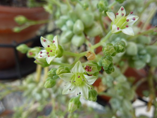 Graptopetalum mendozae