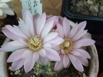 Gymnocalycium Bruchii sp2