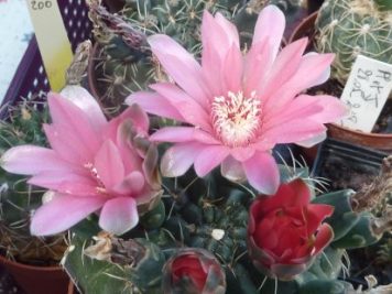 Gymnocalycium baldianum hybride rose