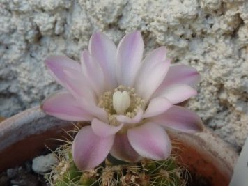 Gymnocalycium Bruchii sp2