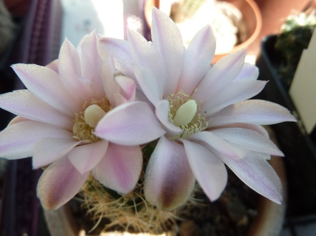 Gymnocalycium Bruchii sp2