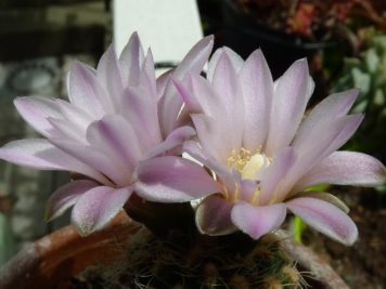 Gymnocalycium Bruchii sp2