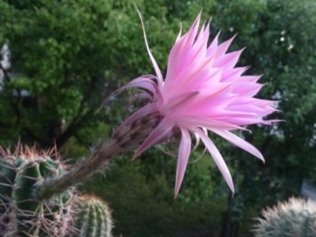 Echinopsis hybride MXL 08-27