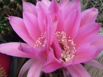 Echinopsis hybride MXL 08-27