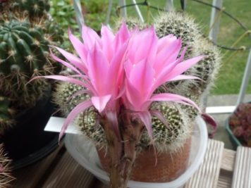 Echinopsis hybride MXL 08-27