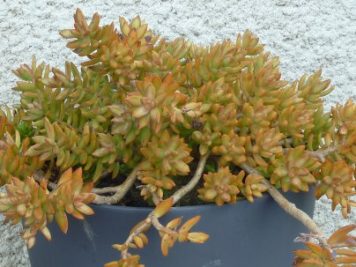 Sedum adolphi