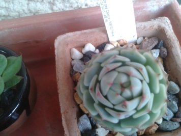 Echeveria derenbergii