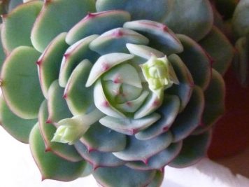 Echeveria derenbergii