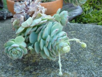 Echeveria derenbergii