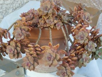 x Graptosedum bronze