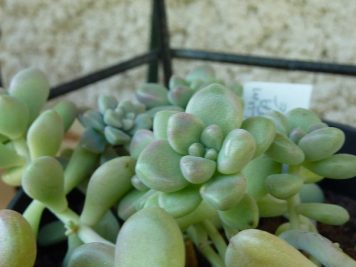 Graptopetalum mendozae