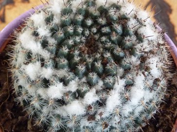 Mammillaria pseudocrucigera.