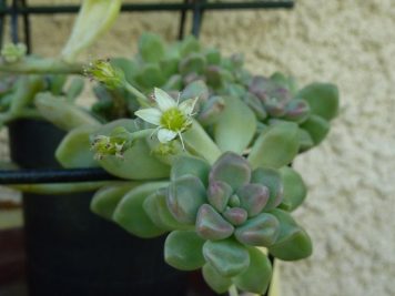 Graptopetalum mendozae