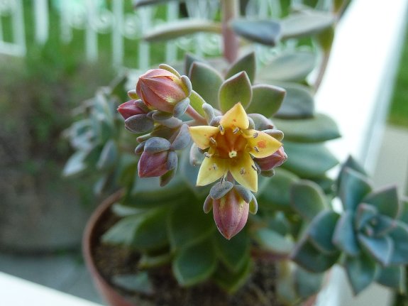 Graptoveria acaulis