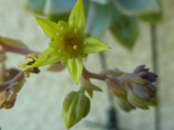 X Graptosedum Ghosty