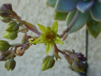 X Graptosedum Ghosty