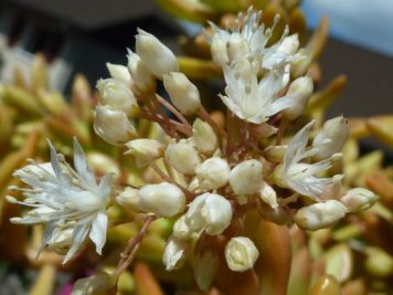 sedum adolphi