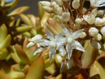 sedum adolphi