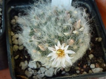 Mammillaria albicoma