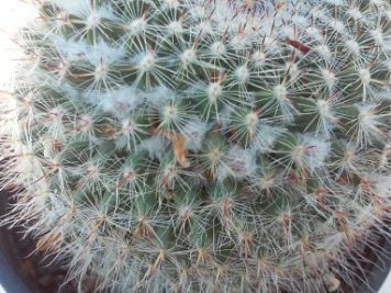 xMammillaria Hahniana