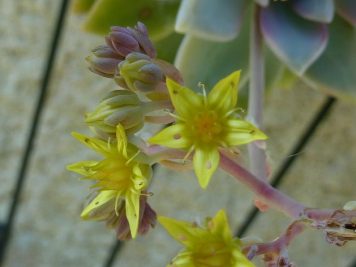 X Graptosedum Ghosty