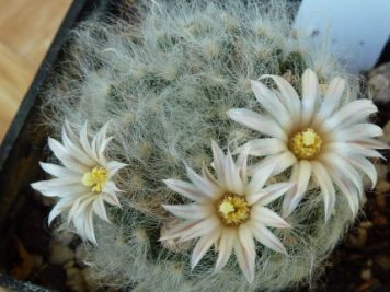 Mammillaria albicoma