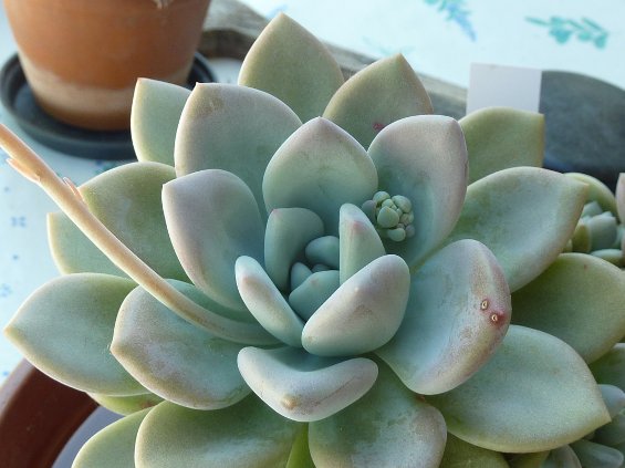 Graptoveria opalina