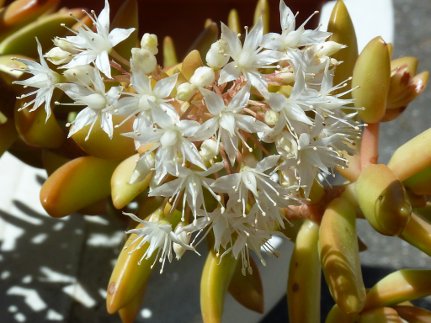 sedum adolphi