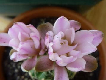 Gymnocalycium bruchii sp 2