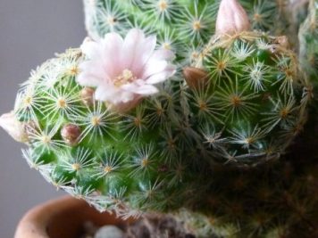 Mammillaria schiedeana ssp Giselae