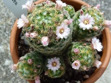 Mammillaria schiedeana ssp Giselae