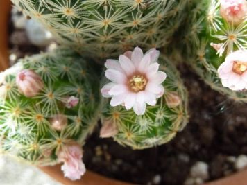 Mammillaria schiedeana ssp Giselae